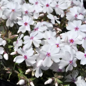 Phlox 'Amazing Grace' QT