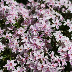 Phlox 'Candystripe'