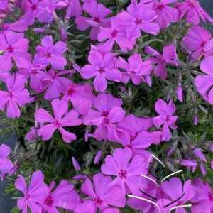 Phlox 'Drummonds Pink'