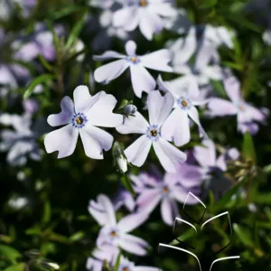 Phlox 'Emerald Blue'