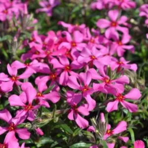Phlox 'Scarlet Flame'