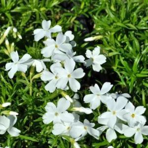 Phlox 'White Delight'