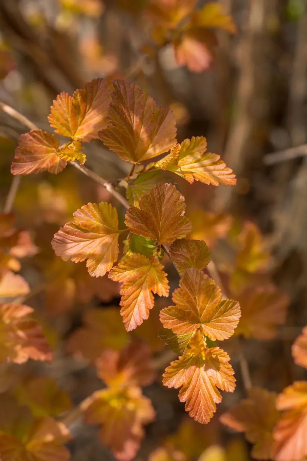 Ninebark 'Amber Jubilee' G3 - Image 3