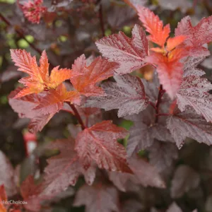 Ninebark 'Ginger Wine'