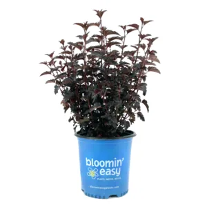 Ninebark 'Panther' G2