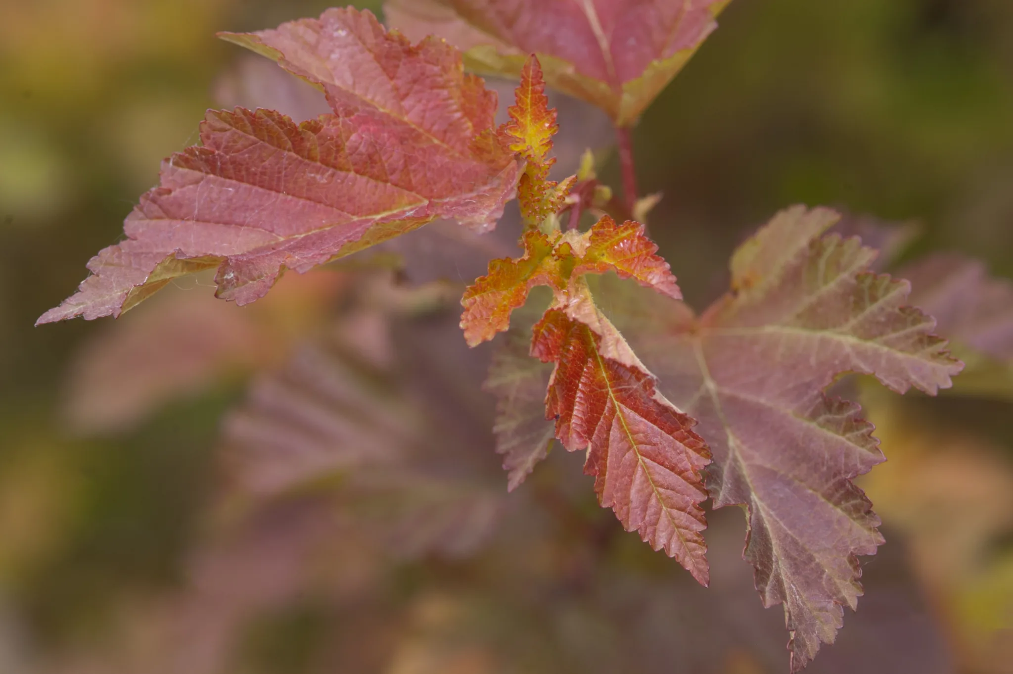 Ninebark 'Amber Jubilee' G3 - Image 4