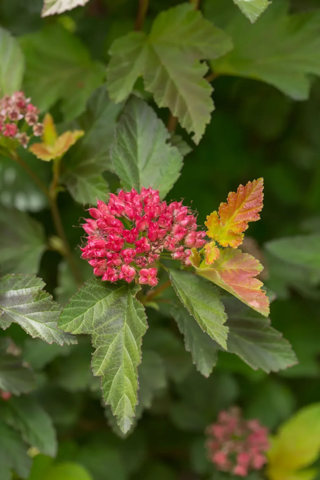 Ninebark 'Amber Jubilee' G3 - Image 5