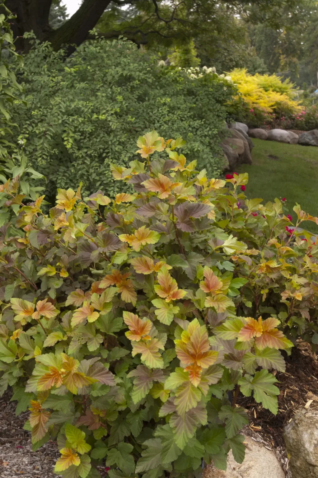 Ninebark 'Amber Jubilee' G3 - Image 2