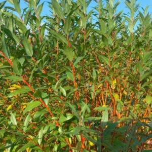 Willow 'Winter Torch' G3