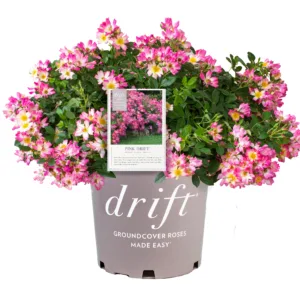 Rose 'Pink Drift' G2