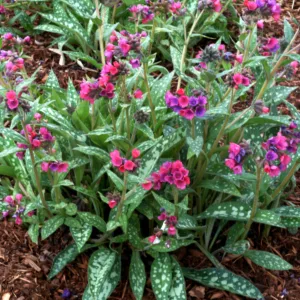 Lungwort 'Raspberry Splash' G1