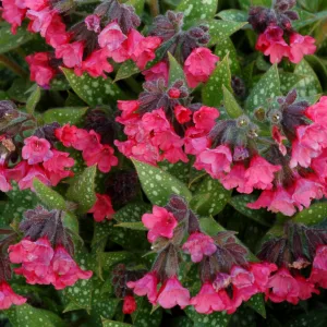 Lungwort 'Shrimps on the Barbie' G1