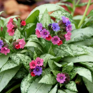 Lungwort 'Silver Bouquet' G1