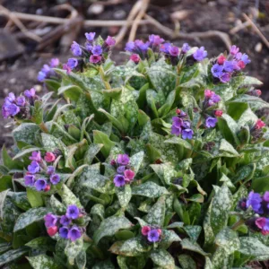Lungwort 'Spot On' G1