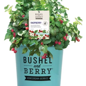 Raspberry 'Raspberry Shortcake' G2