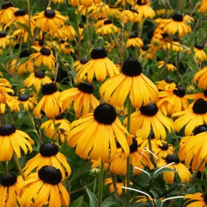 Black-Eyed Susan 'Goldsturm' G1