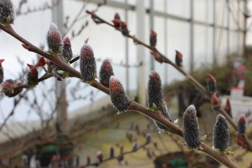 Willow, Pussywillow 'Black Cat' G3 - Image 2