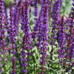 Salvia 'Caradonna' G1