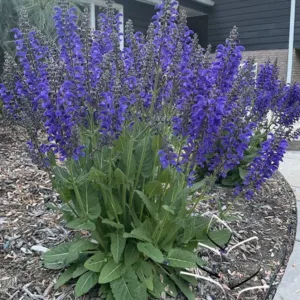 Salvia 'Evening Attire' G1