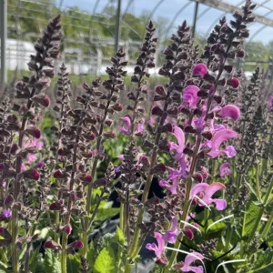 Salvia 'Moulin Rouge' G1