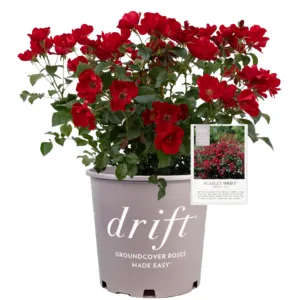 Rose 'Scarlet Drift' G2