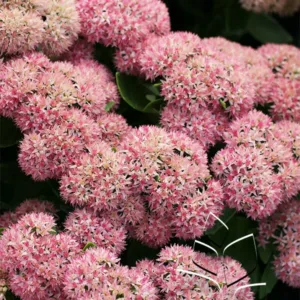 Sedum 'Autumn Fire' G1