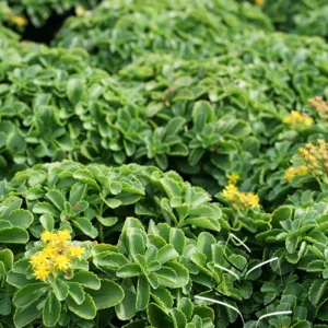 Sedum kamtschaticum G1