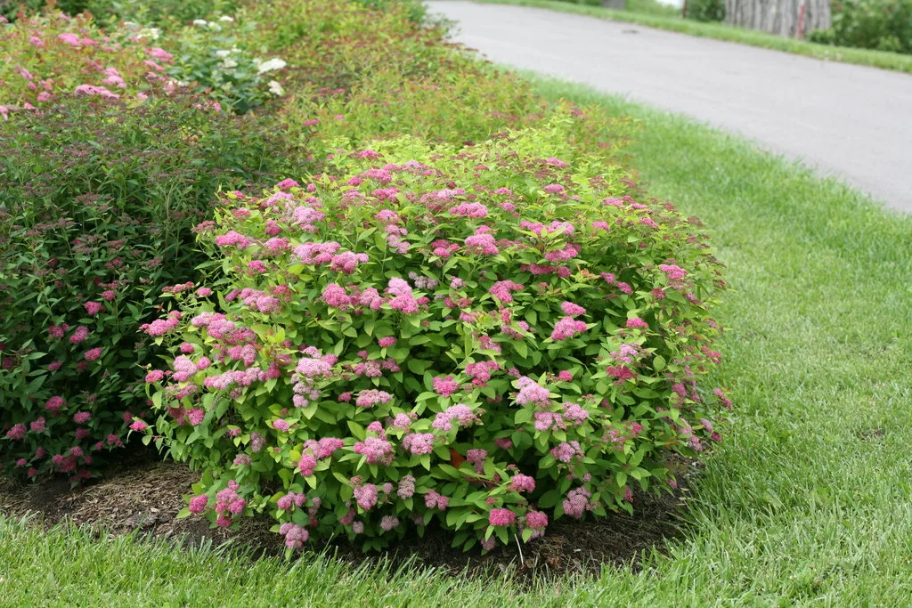 Spirea 'Double Play Big Bang' G3 - Image 3