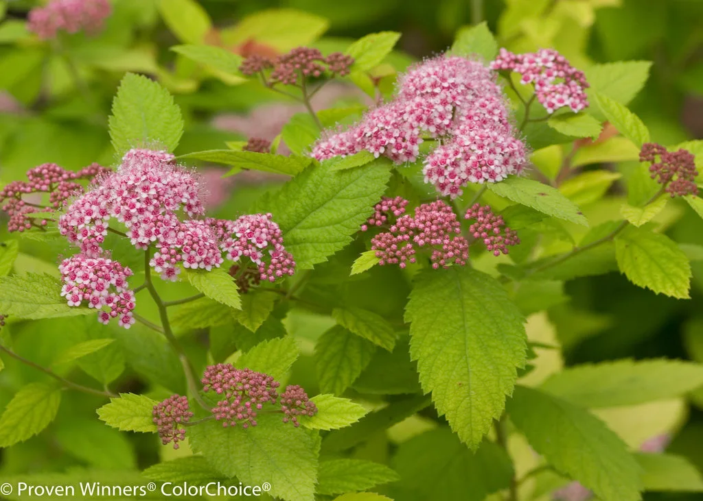 Spirea 'Double Play Big Bang' G3 - Image 2