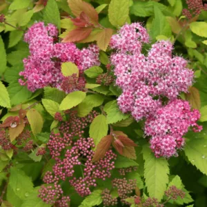 Spirea 'Double Play Big Bang' G3