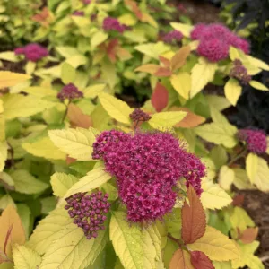 Spirea 'Double Play Candy Corn' G2