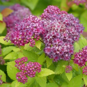 Spirea 'Double Play Dolly' G3