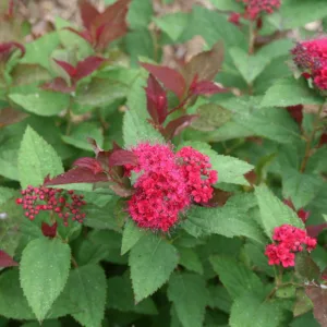 Spirea 'Double Play Doozie' G3