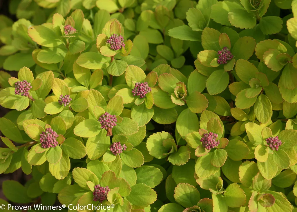 Spirea 'Glow Girl' G3 - Image 2