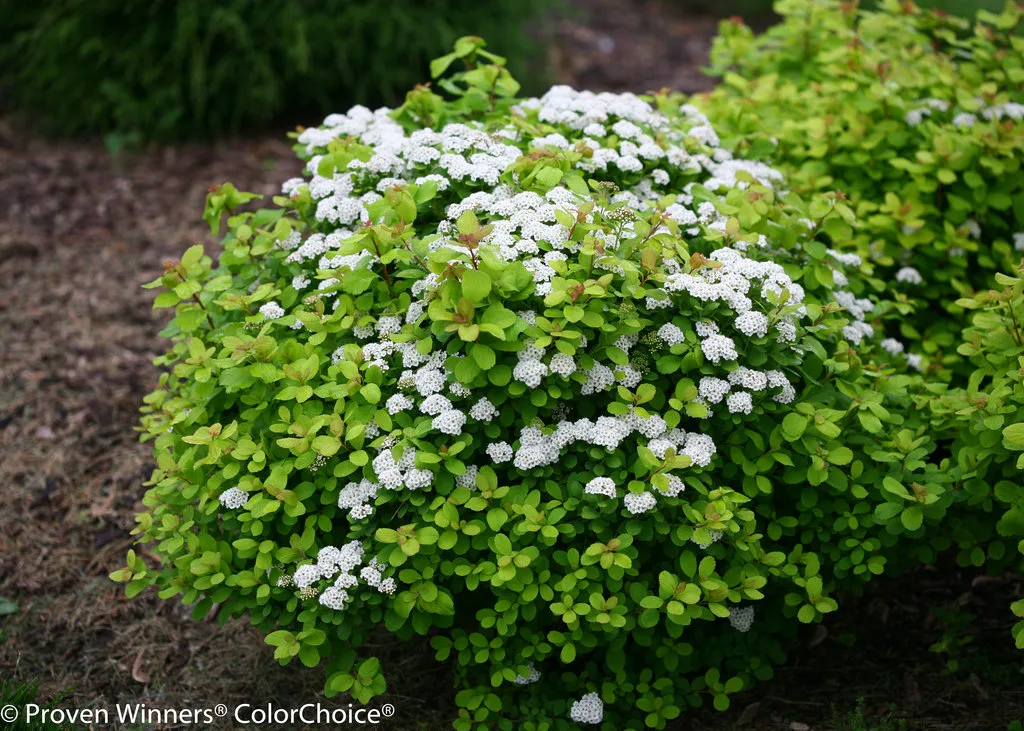 Spirea 'Glow Girl' G3 - Image 3