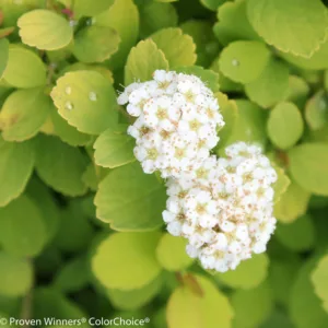 Spirea 'Glow Girl' G3