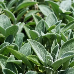 Lamb's Ear 'Helene von Stein'