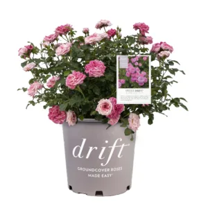 Rose 'Sweet Drift'
