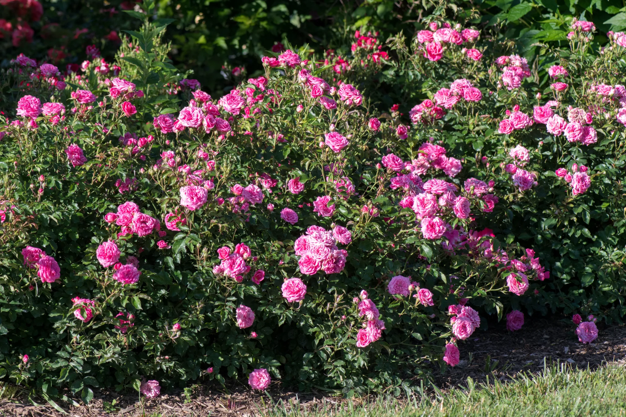 Rose 'Sweet Drift' - Image 3