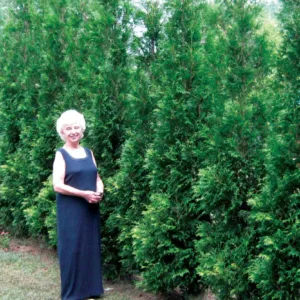 Arborvitae 'American Pillar'