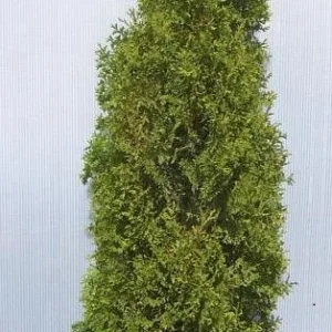 Arborvitae 'Degroot's Spire'