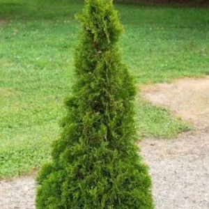 Arborvitae 'Emerald Petite' G3