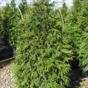 Arborvitae 'Green Giant'