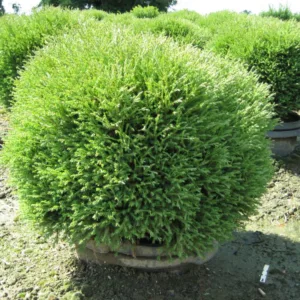 Arborvitae 'Mr. Bowling Ball' G3