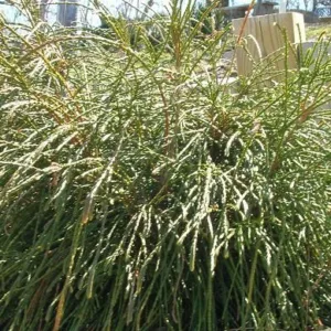 Arborvitae 'Whipcord'