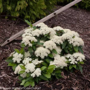 Viburnum 'Lil' Ditty' G3