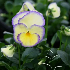 Viola 'Etain' G1