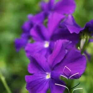 Viola 'Purple Showers' G1