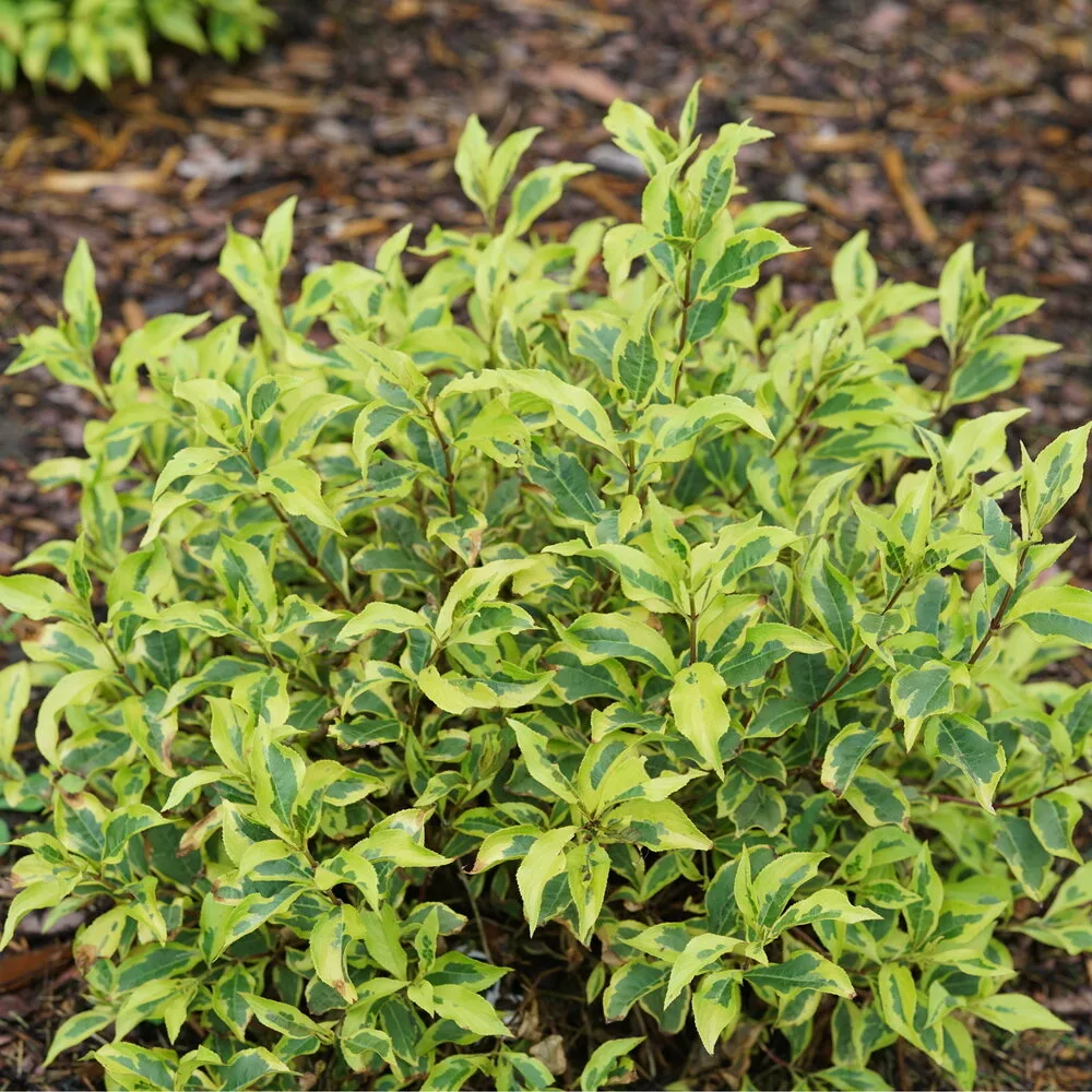 Weigela 'Bubbly Wine' G3 - Image 2