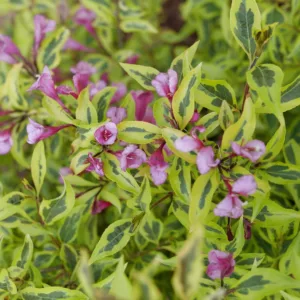 Weigela 'Bubbly Wine' G3